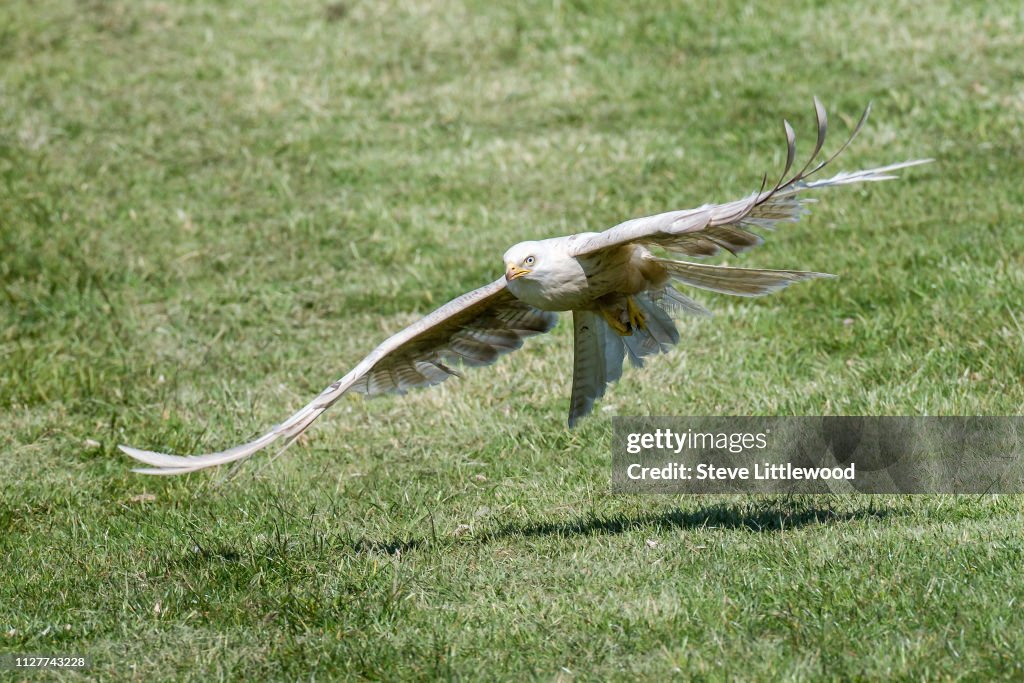 Red Kite, (Milvus milvus), family Accipitridae