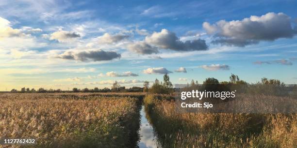 summer evening view on asummer evening view on a small creek in the weerribben-wieden nature reserve at the end of a beautiful summer day small creek in the weerribben-wieden  nature reserve at the end of a beautiful summer day - overijssel stock pictures, royalty-free photos & images