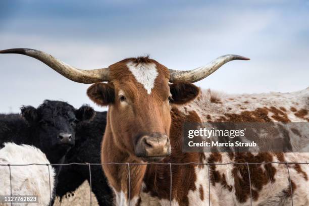 creative brief - nature and wildlife longhorn cattle - female cows with horns stock-fotos und bilder