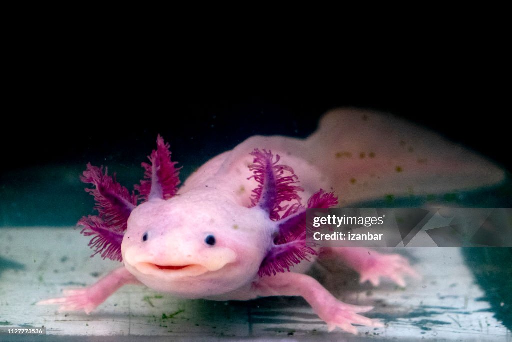 Retrato de salamandra mexicana Ambystoma mexicanum debaixo d'água