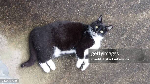 bicolor tuxedo cat with intense stare at the camera - ネコ科 stock-fotos und bilder