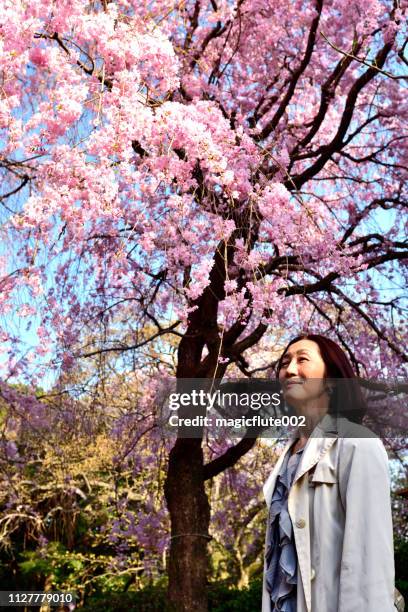 japanische frau schätzen kirschblüte im öffentlichen park, tokio - hanami stock-fotos und bilder