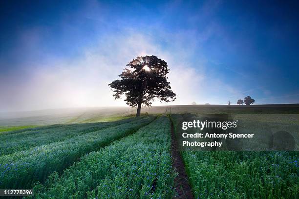 flaxfield tree - flax seed stock pictures, royalty-free photos & images