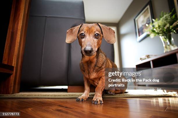 mini dachshund sitting in stylish living room - hund nicht mensch stock-fotos und bilder