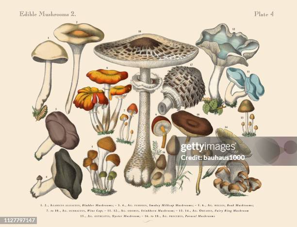 ilustrações de stock, clip art, desenhos animados e ícones de edible mushrooms, victorian botanical illustration - cogumelo