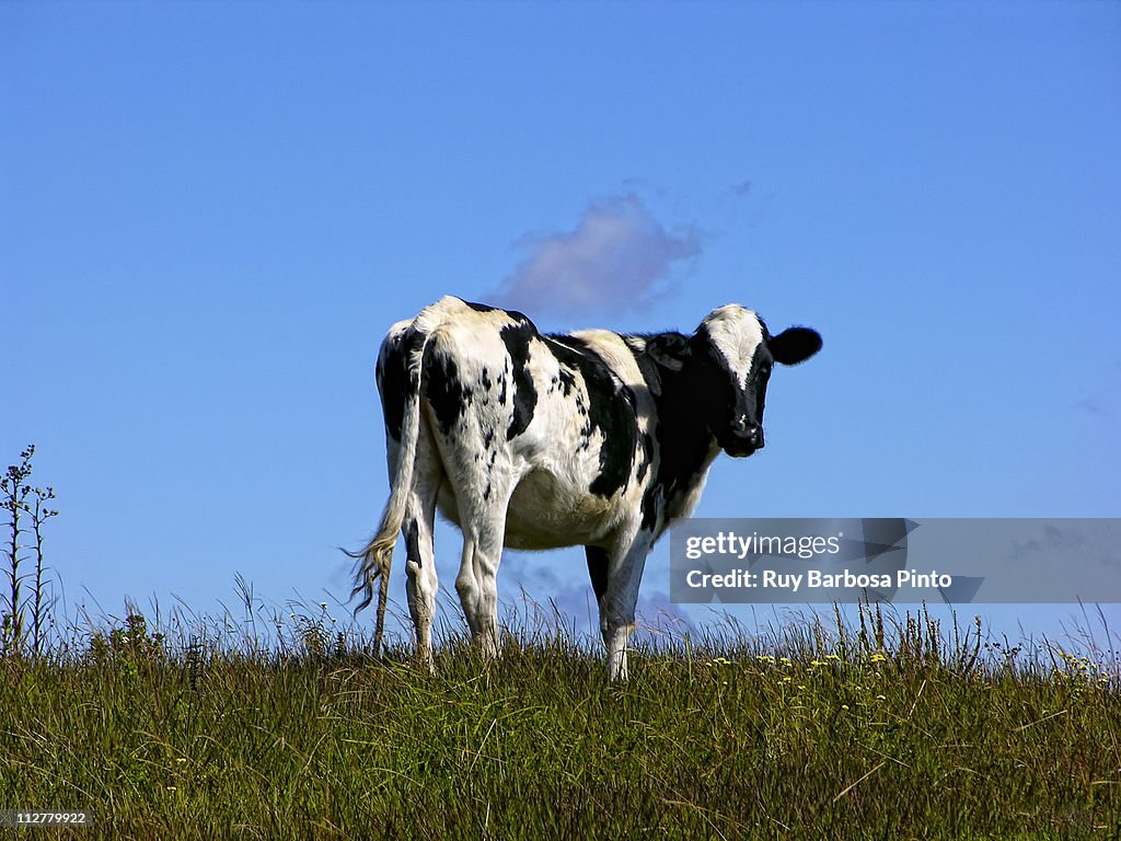 Cow in field