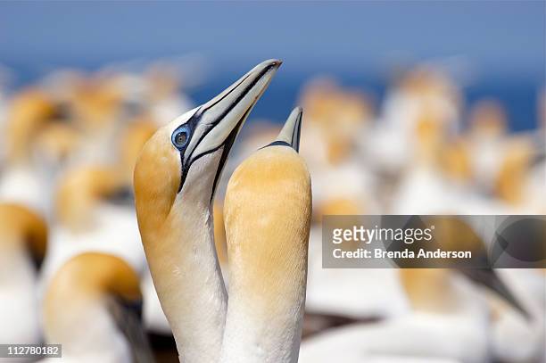 pair of australasian gannets - australasian gannet stock pictures, royalty-free photos & images