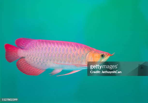 arowana in aquarium - fish scales stock pictures, royalty-free photos & images