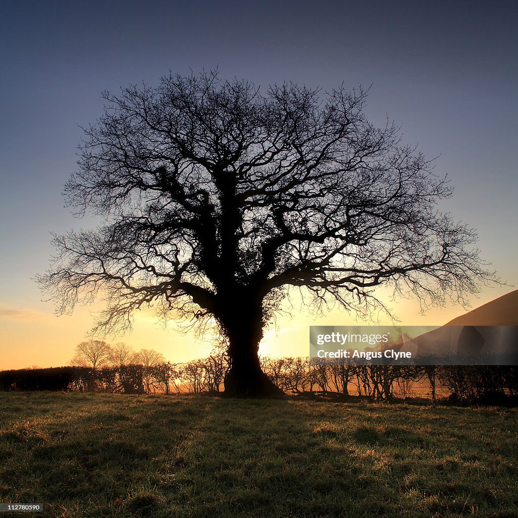 Oak Tree, Glastonbury