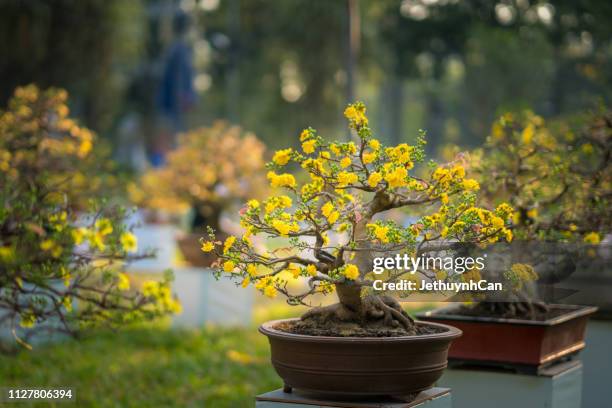 pot of apricot blossom blooming in the spring - flower show imagens e fotografias de stock