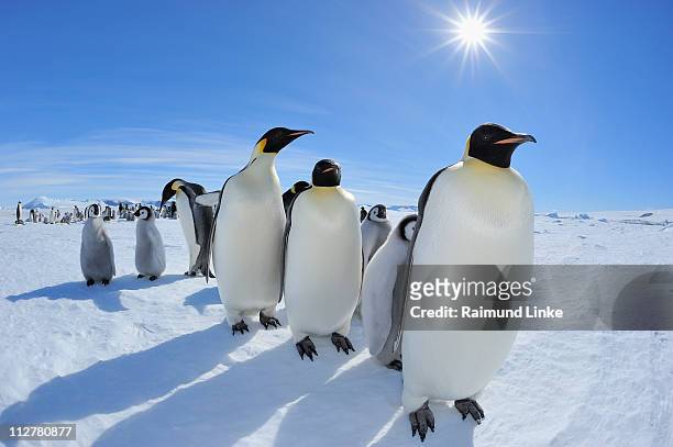 emperor penguin, aptenodytes forsteri - pinguïn stockfoto's en -beelden
