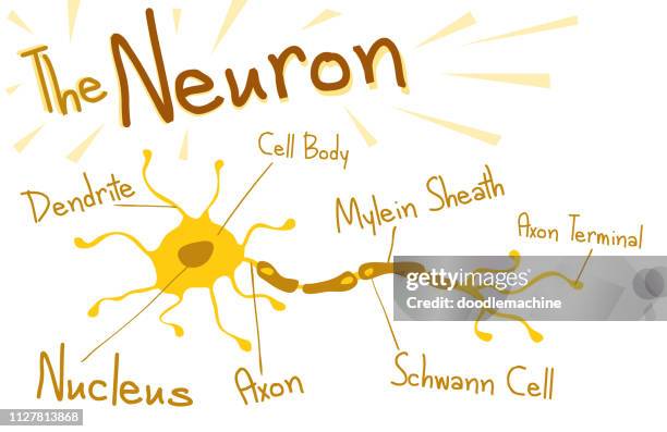 Neuron Math Cartoon 173 Neuron Cartoon Stock Photos, High-Res Pictures, and Images - Getty ...