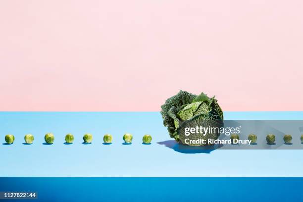 one cabbage in a row of sprouts - compare size stockfoto's en -beelden