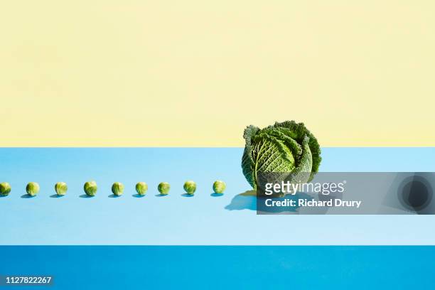 A row of small sprouts following a large cabbage