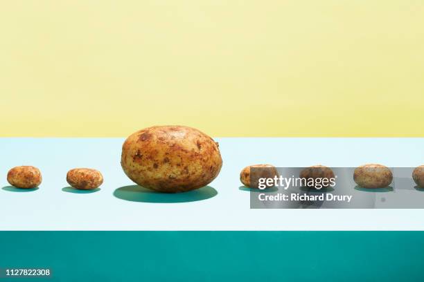 one large potato in a row of small potatoes - genetically modified food stock pictures, royalty-free photos & images