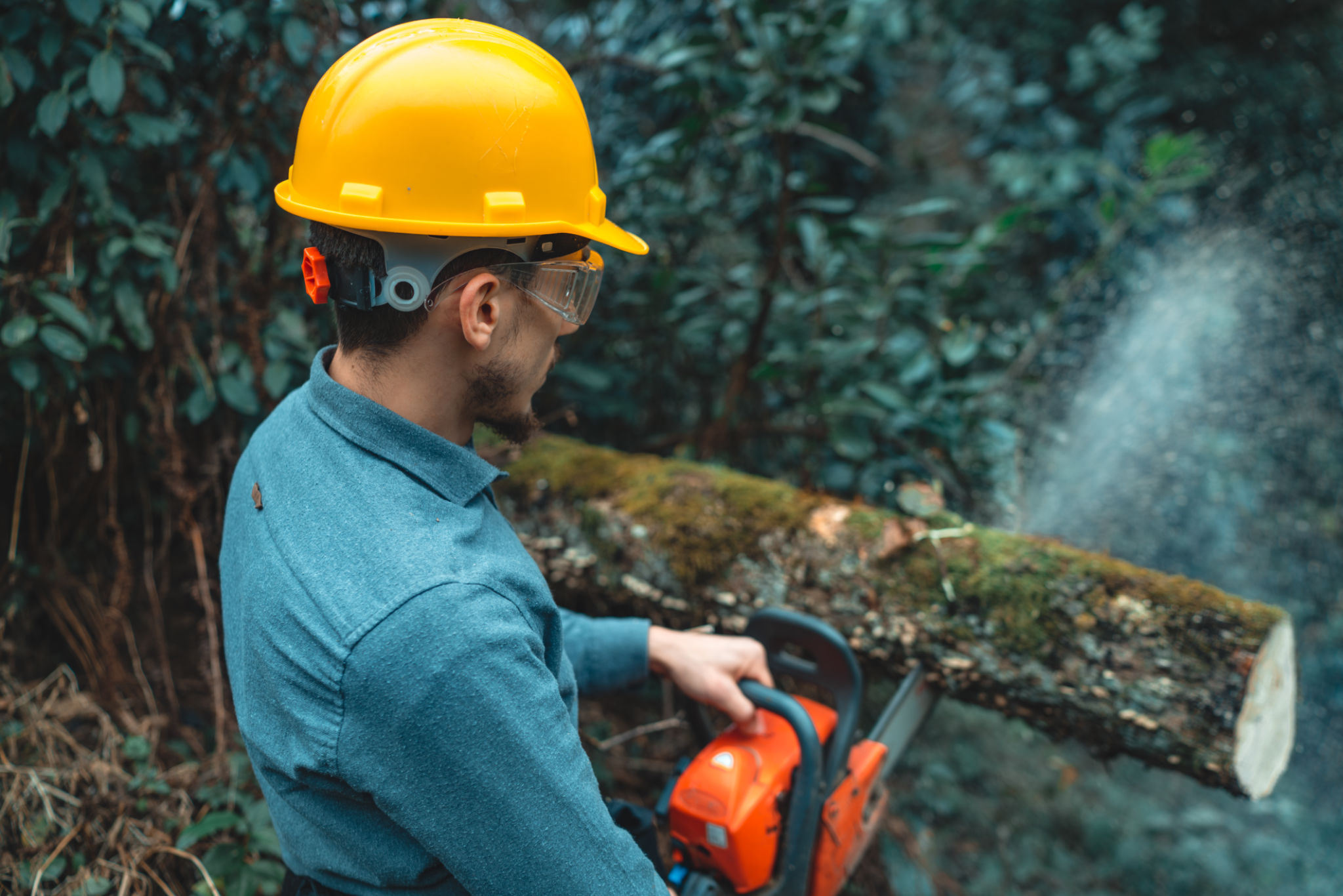 tree cutting