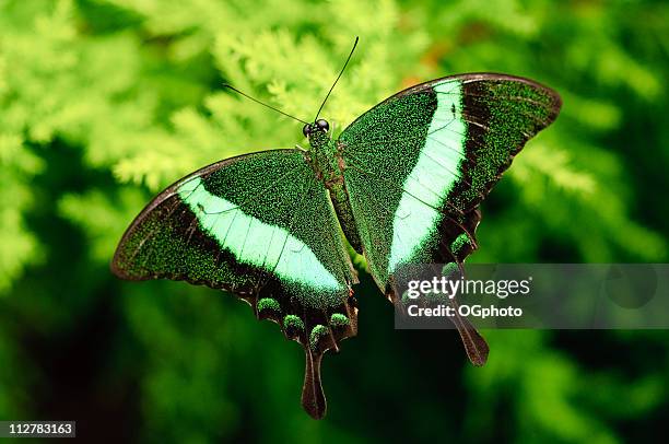 emerald swallowtail butterfly - papilio palinurus stock pictures, royalty-free photos & images