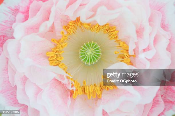 Small Ruffled Poppy 2,498 Ruffled Petals Stock Photos, High-Res Pictures, and Images ...