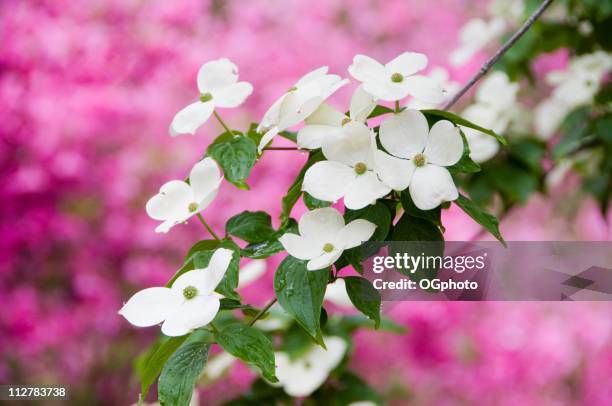 cornus florida na primavera. - dogwood blossom - fotografias e filmes do acervo