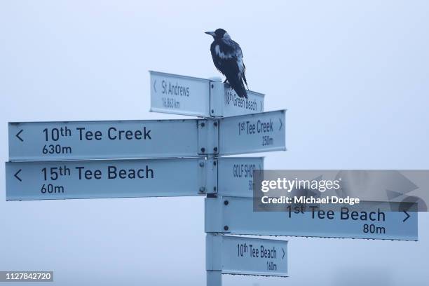 Magpie is seen during Day one of the ISPS Handa Vic Open at 13th Beach Golf Club on February 07, 2019 in Geelong, Australia.