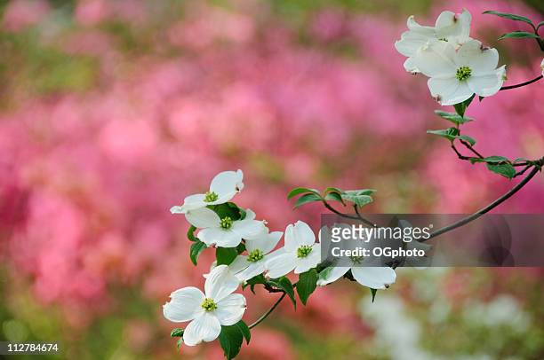 flowering dogwood blossoms - dogwood blossom 個照片及圖片檔
