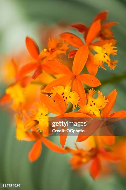 orange epidendrum orchid on green background - epidendrum stock pictures, royalty-free photos & images