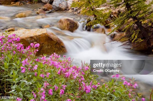glacial stream mit wilden blumen - gebirgsbach stock-fotos und bilder