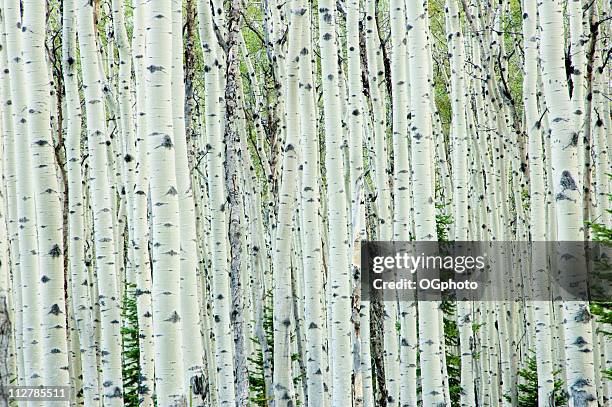 white birke wald - birch trees stock-fotos und bilder