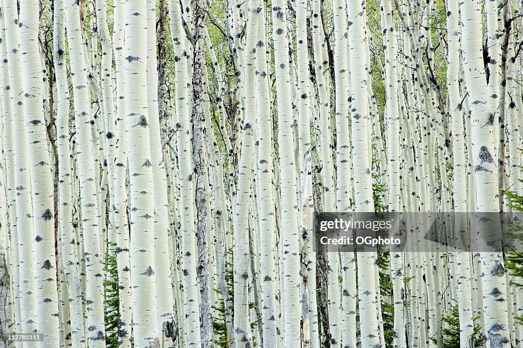 White birch tree forest