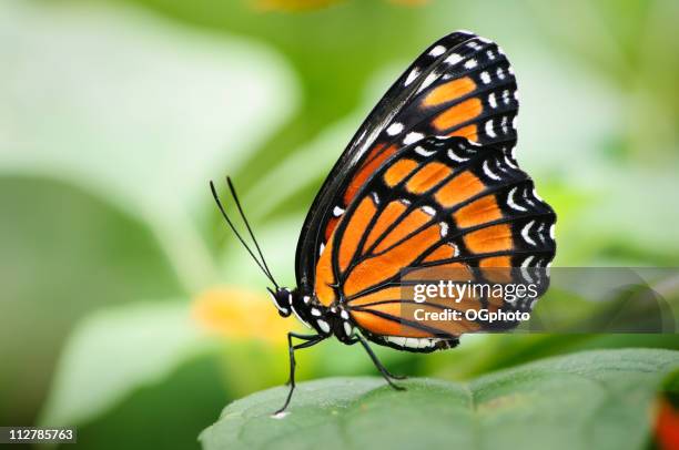 mariposa virrey (limenitis archippus) - virrey fotografías e imágenes de stock