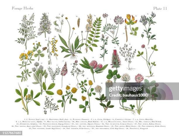 illustrazioni stock, clip art, cartoni animati e icone di tendenza di erbe aromatiche anb spezia, illustrazione botanica vittoriana - fiore di campo