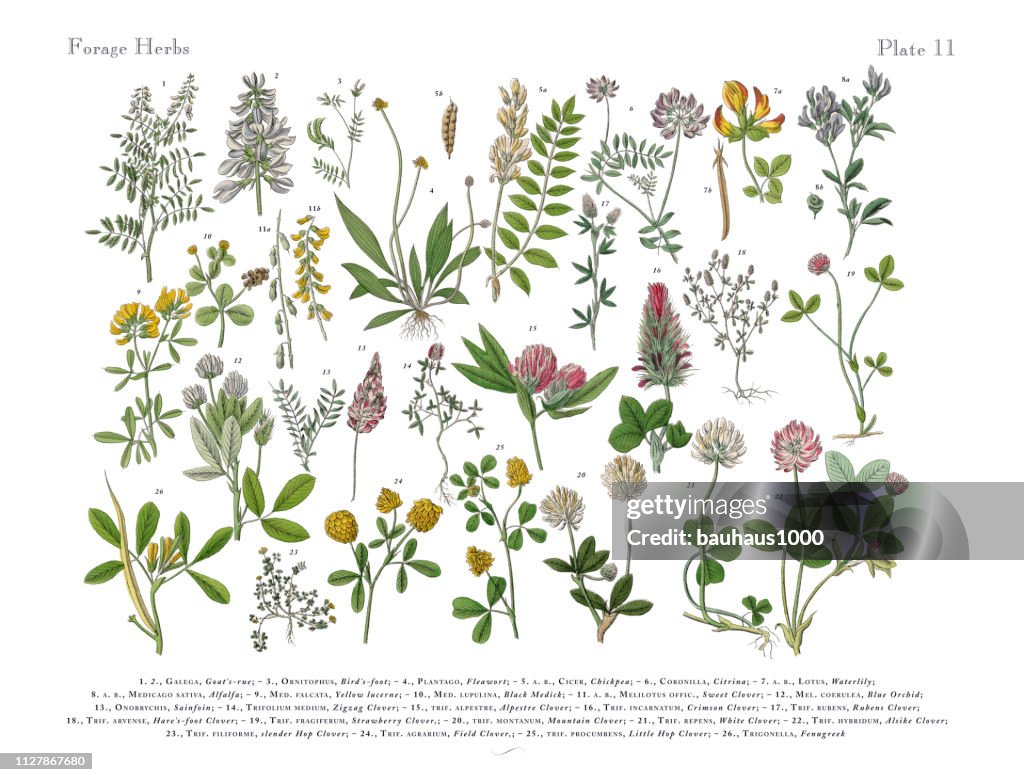 Herbs anb Spice, Victorian Botanical Illustration