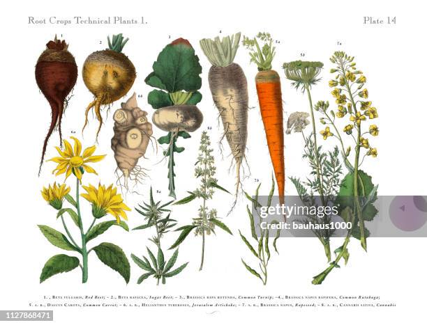 hackfrüchte und gemüse, viktorianischen botanische illustration - kohlrübe stock-grafiken, -clipart, -cartoons und -symbole