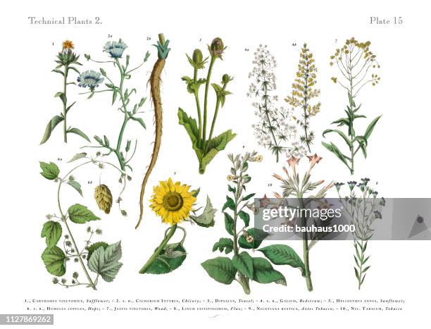 wildflowers, annual and perennial plants, victorian botanical illustration - sunflower stock illustrations