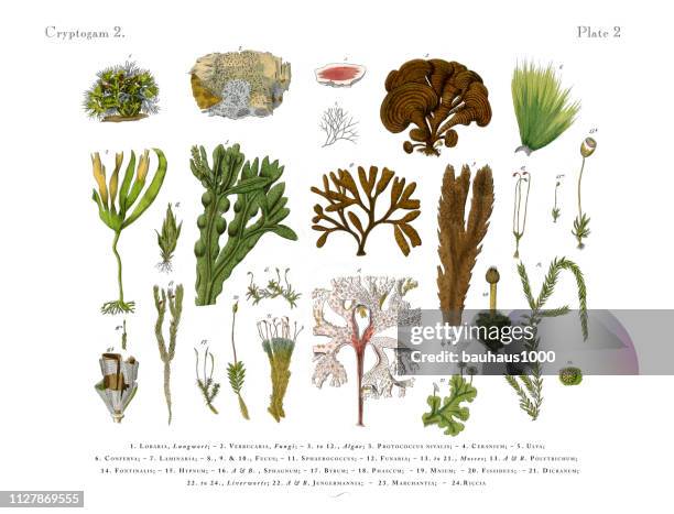 ilustrações de stock, clip art, desenhos animados e ícones de cryptogam, algae, lichens, mosses, ferns, victorian botanical illustration - líquen