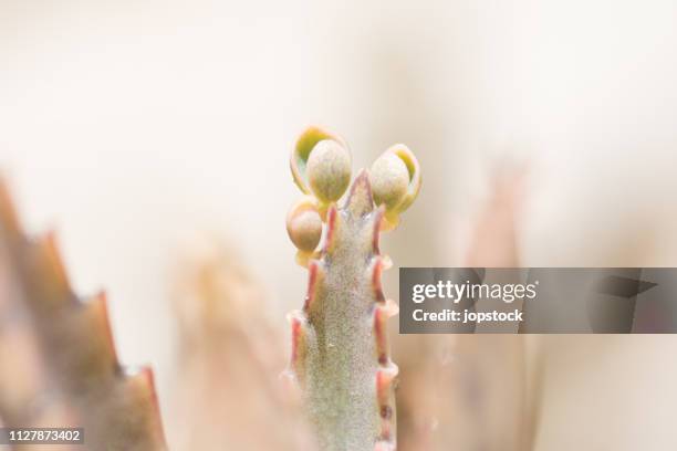 kalanchoe plant - kalanchoe stock pictures, royalty-free photos & images