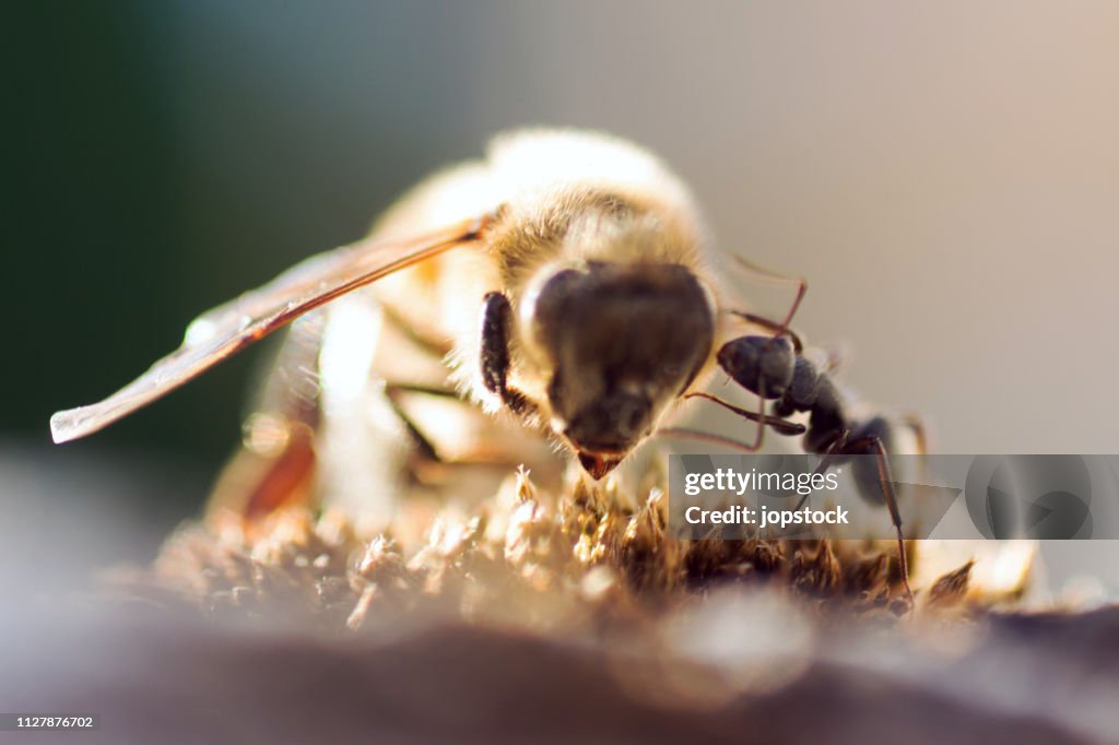 Ant attacking a bee