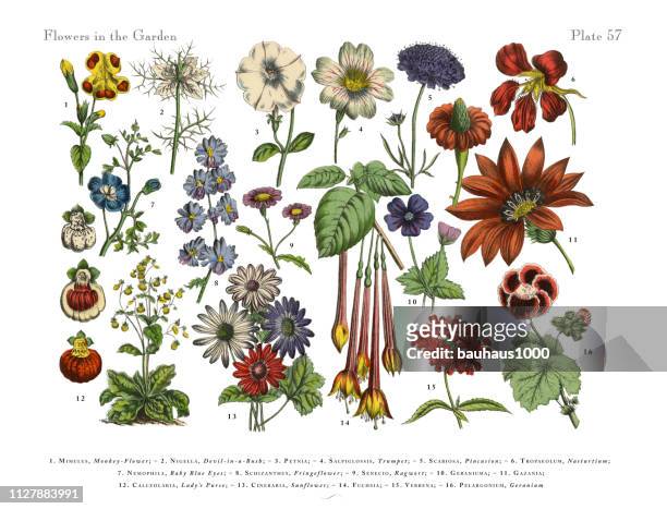 flowers of the garden, victorian botanical illustration - geranium stock illustrations