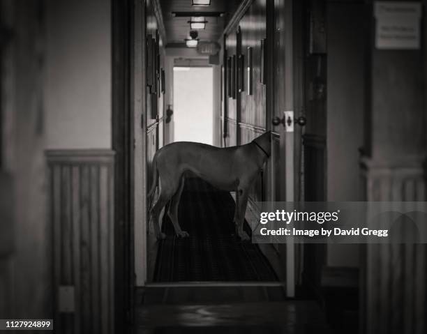 cross traffic - great dane stock pictures, royalty-free photos & images