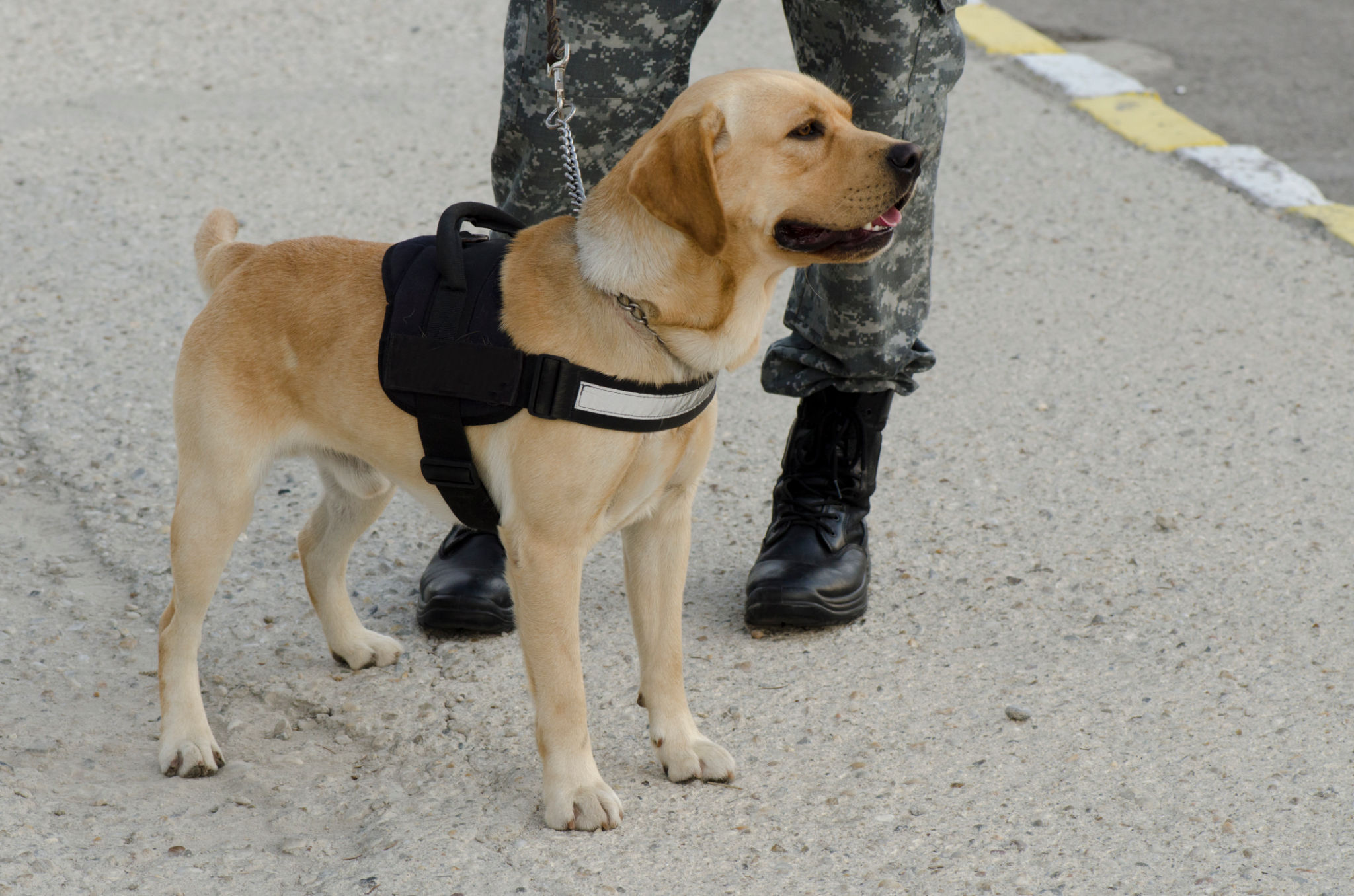 service dog laws