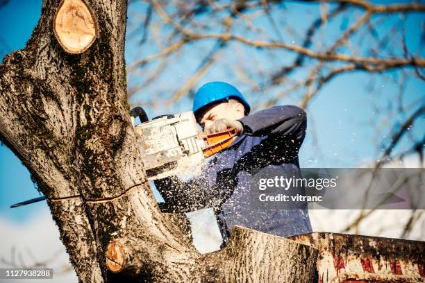 trimming the trees - pruning stock pictures, royalty-free photos & images