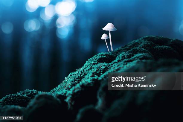 神奇蘑菇 - lsd 個照片及圖片檔