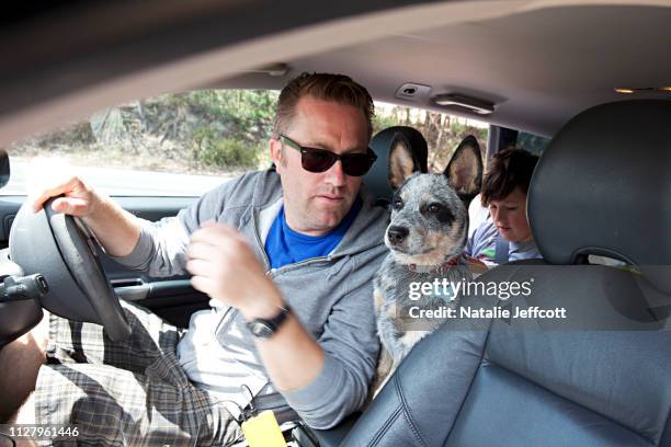 family vacation - dad driving in car on a holiday with pet dog and child in the back seat - australian cattle dog stockfoto's en -beelden