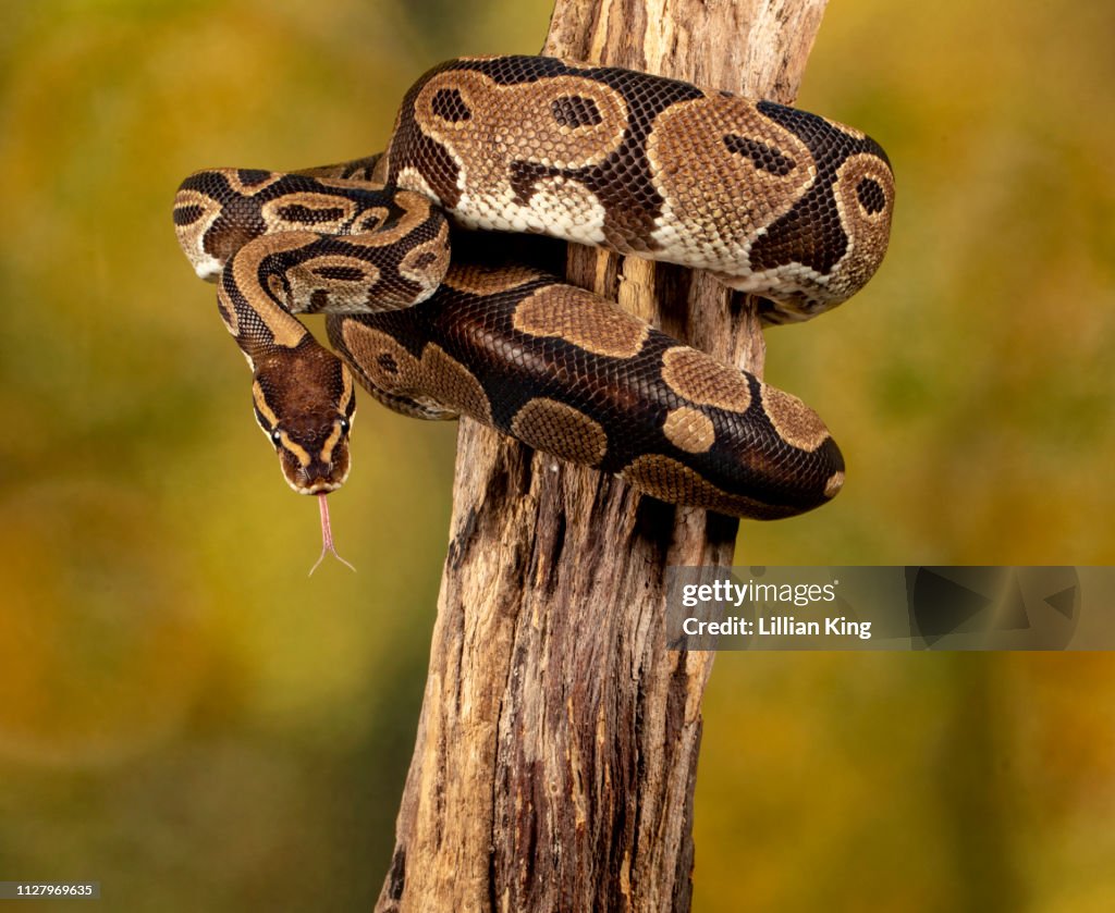 Royal Python Waking High-Res Stock Photo - Getty Images