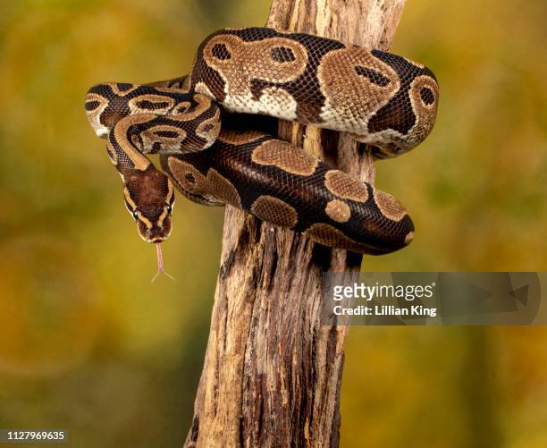 royal python waking - morelia stock pictures, royalty-free photos & images