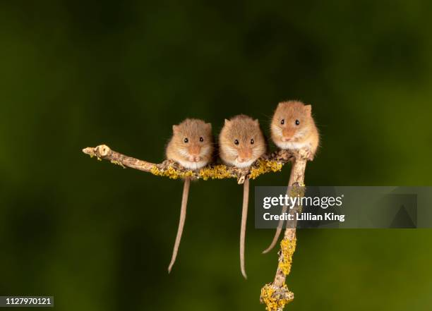 harvest mice having a get together - maus tier stock-fotos und bilder