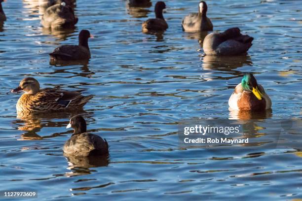 ducks - dodging stock pictures, royalty-free photos & images