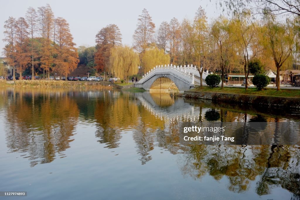 Autumn trees and Bridges, photographed in wuhan, China