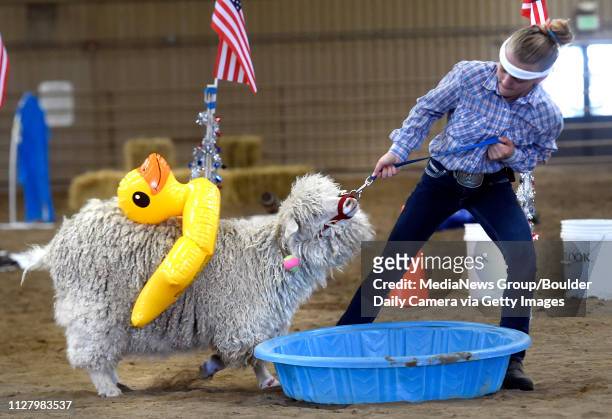 August 9: . Stella King works hard to move her goat along the obstacle course during the Boulder County Fair in Longmont on August 9, 2018.
