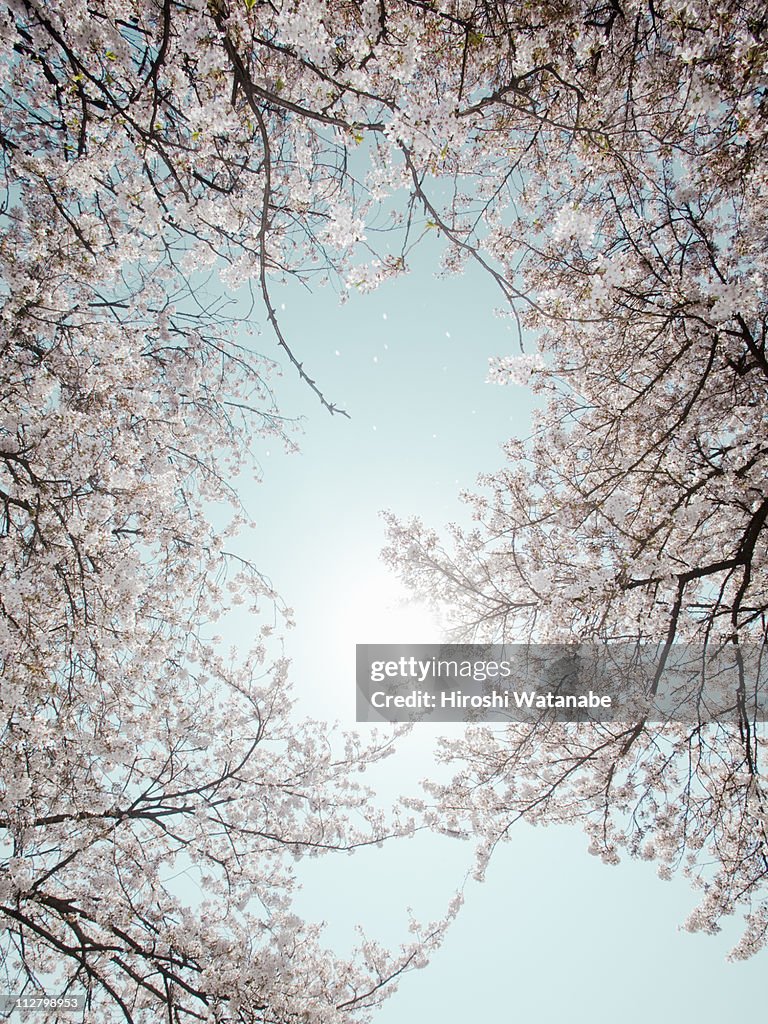 Full blooming cherry tree,low angle view